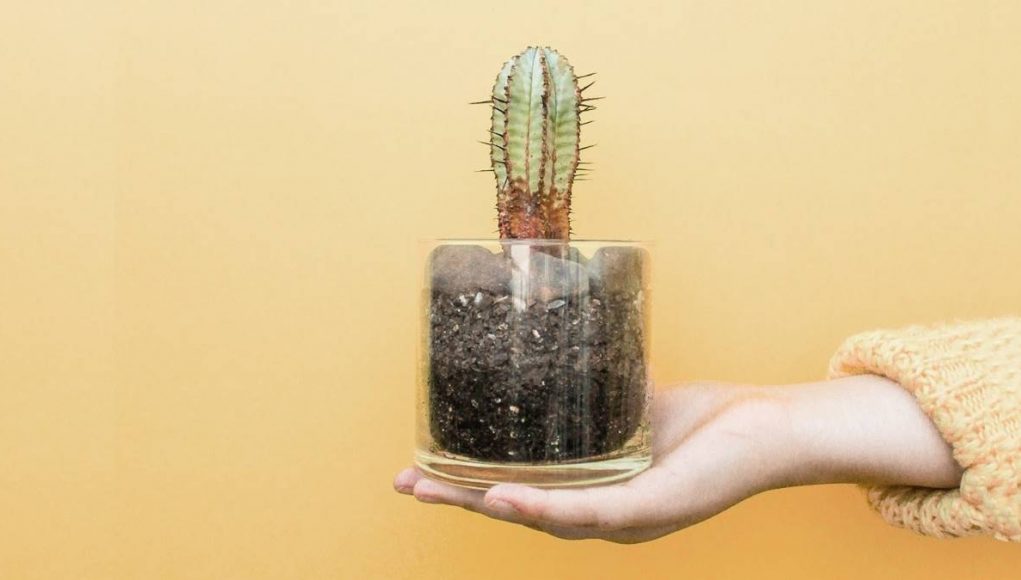 girl holding a cactus