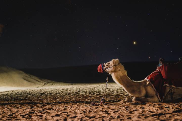 Camel Galaxy Dubai Darkness Milkyway