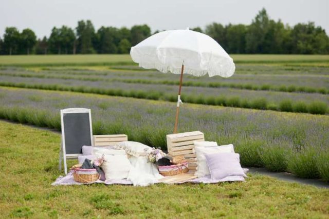 National Lavender Day